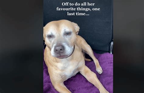 Molly's pet rescue - Never give up Rescue, Kingston upon Hull. 14,209 likes · 809 talking about this · 111 were here. Hull based, volunteer only led non-Profit rescue.